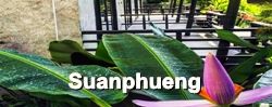 สวนผึ้ง : Suanphueng