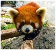 Bonanza Exotic Zoo Khaoyai : ǹѵ⺹ѹ 硫⫵Ԥ 