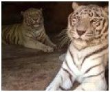 Bonanza Exotic Zoo Khaoyai : ǹѵ⺹ѹ 硫⫵Ԥ 