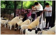 Sheep Land Khaoyai :  ˭