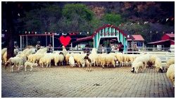 Swiss Sheep Farm : ʪվ  : Ъ