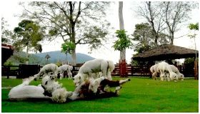 Alpaca Hill Suanpueng : Żҡ  ǹ