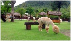 Alpaca Hill Suanpueng : Żҡ  ǹ