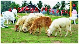 Pattaya Sheep Farm :  ѷ