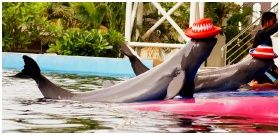 Pattaya Dolphin World and Resort : ѷ ſԹ  ͹ 