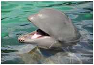 Pattaya Dolphin World and Resort : ѷ ſԹ  ͹ 