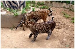 Safari Park Open Zoo and Camp : ǹѵԴ ҿ  ͹ 