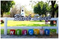 Black Sheep Farm : ฟาร์มแกะดำ หัวหิน