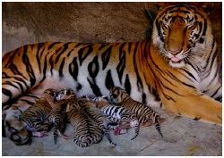 Tiger Zoo : ǹҪ ź