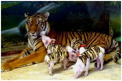 Tiger Zoo : ǹҪ ź