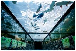 Monsters Aquarium Pattaya : ͹ ͤ ѷ